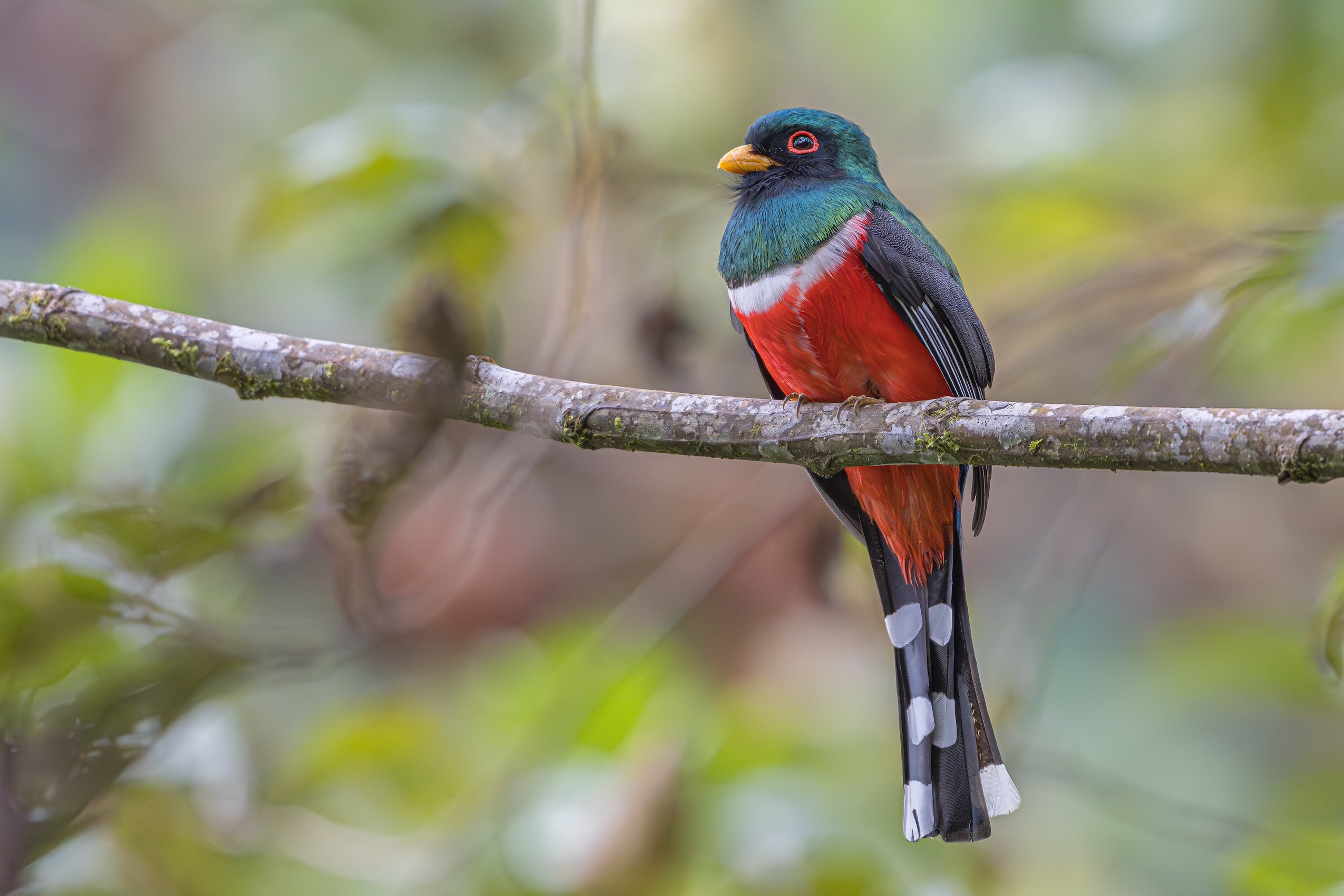 Colors of the Andes: Colombia Bird Photography Tour